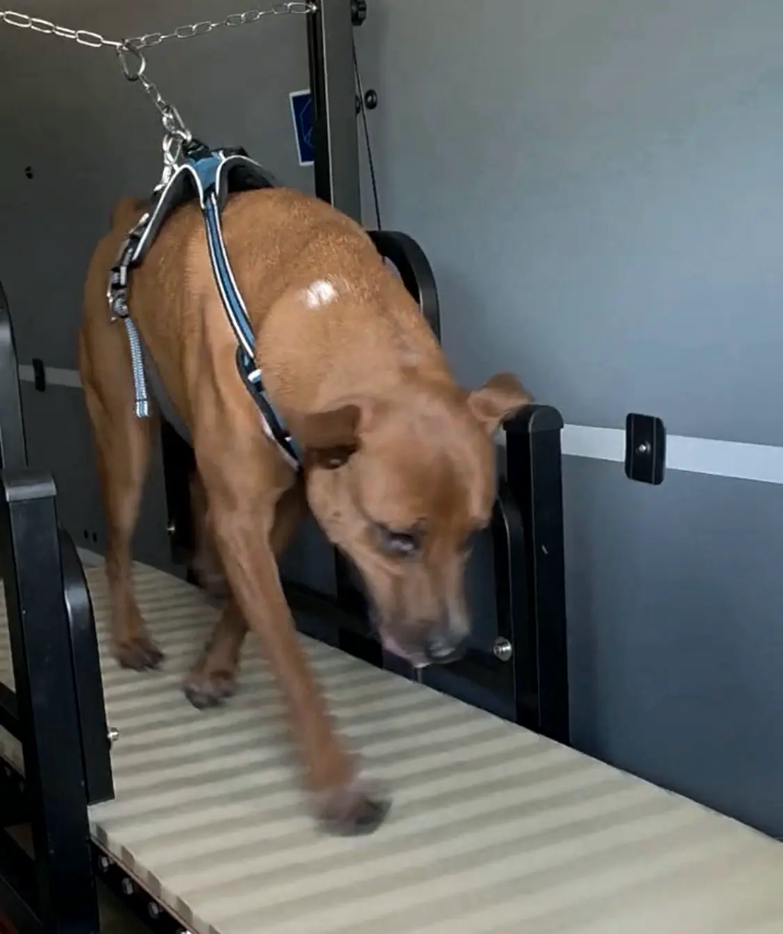 Red-coated dog in a harness clipped to the overhead line, walking on the treadmill