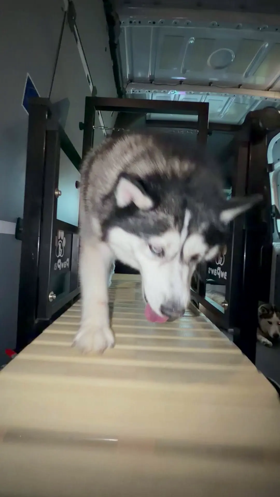 Husky with a harness walking on the treadmill